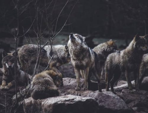 In bocca al lupo. Crepi il lupo!