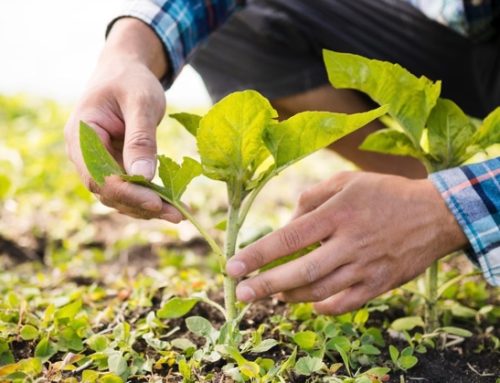 Agea eroga oltre 96 milioni di euro tra aiuti diretti e sviluppo rurale