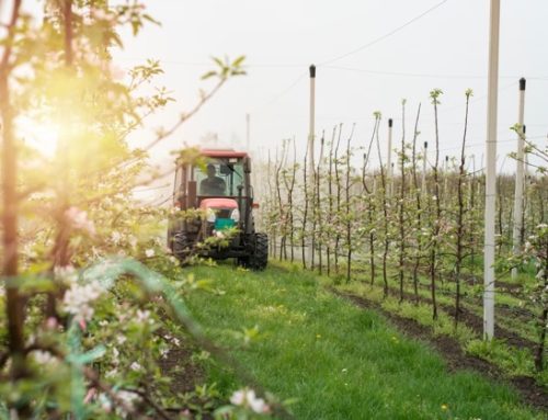 Ondine: cresce nel 2025 il nuovo brand di pesche piatte (+41%)