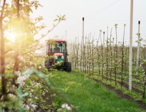 Ortofrutta: Ismea attiva un credito per 19,3 milioni alle Pmi del settore