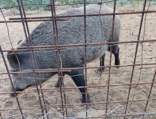 Peste suina, Zucchella (Cia Pavia): “situazione a livelli insostenibili”