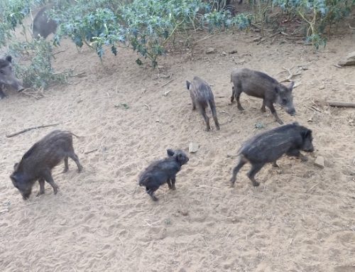 Peste suina, cinque nuovi casi tra i cinghiali in Liguria
