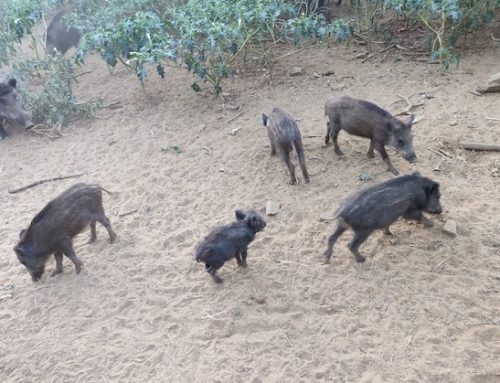 Peste suina, Pacchiarini (Confagricoltura): “Molti allevamenti sono sull’orlo del fallimento”