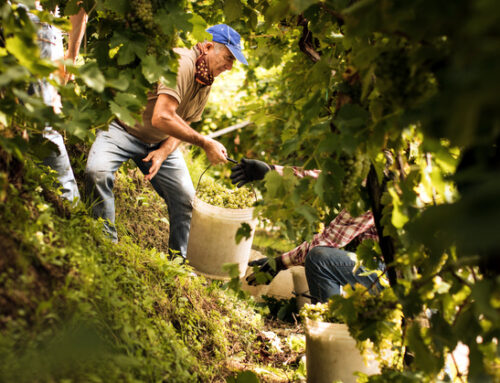 Vendemmia 2023, secondo Uiv-Ismea i cali saranno più pronunciati del previsto