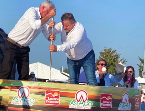 Al Caseus tagliata la forma di Asiago Dop più grande al mondo: oltre mille chili di formaggio