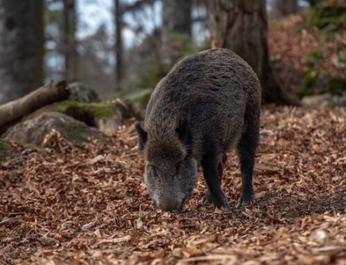 Peste suina: scoperta una carcassa di cinghiale infetto in provincia di Parma