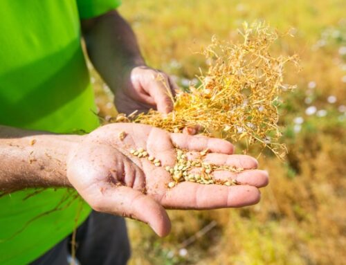 Andriani: al via il progetto di agricoltura rigenerativa per la filiera delle leguminose