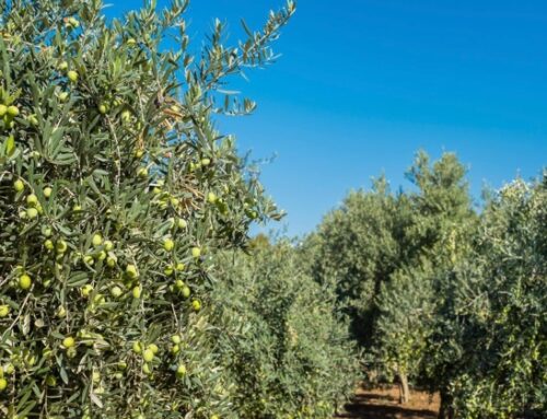 Campagna olearia: previsioni di produzione in calo in tutto il Mediterraneo