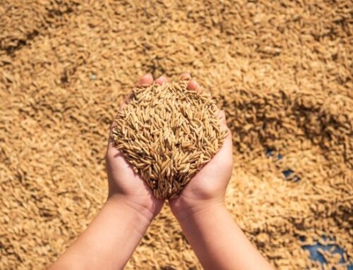 Cereali: l’analisi Bmti indica una flessione dei prezzi di grano duro, semole e pasta
