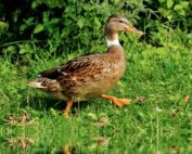 Francia: Usa e Canada revocano l’embargo su pollame e derivati