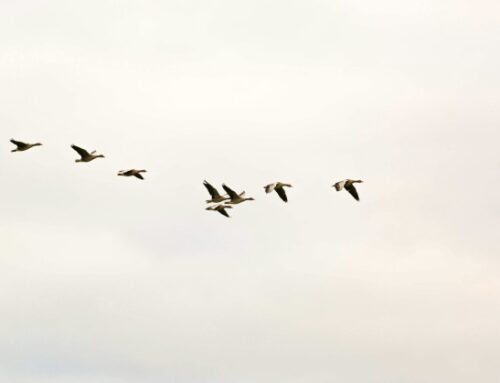 Aviaria: impennata dei casi in Europa (1). Negli ultimi due mesi, contagi quadruplicati