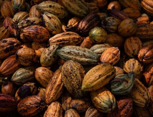 Cioccolato / Barry Callebaut: possibile scissione dalla divisione cacao