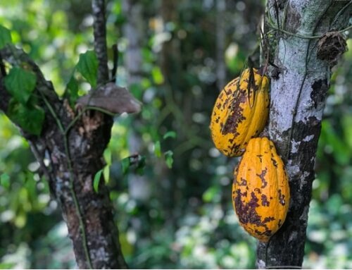 Ritter investe in nuovi terreni per le coltivazioni di cacao
