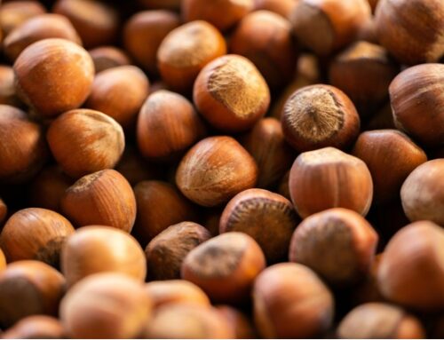 Nocciola del Piemonte Igp: dalla Regione 750mila euro per il rilancio