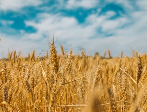 Grano: produzione nazionale prevista a +20%, ma resta incognita meteo