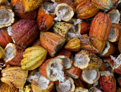 Cacao: l’Ue rafforza il rapporto con la Costa d’Avorio tramite finanziamenti per le Pmi