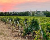 Bordeaux: per le viti incolte multe fino a 5mila euro per ettaro