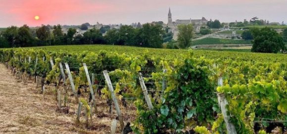 Bordeaux: per le viti incolte multe fino a 5mila euro per ettaro