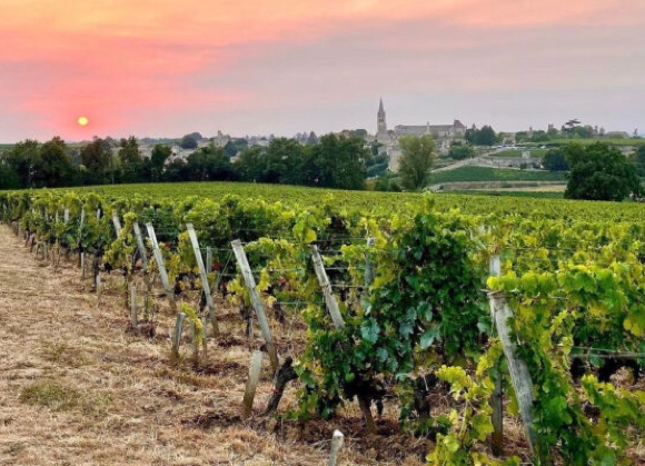 Bordeaux: per le viti incolte multe fino a 5mila euro per ettaro