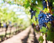 In anticipo la vendemmia in Sicilia a causa del caldo