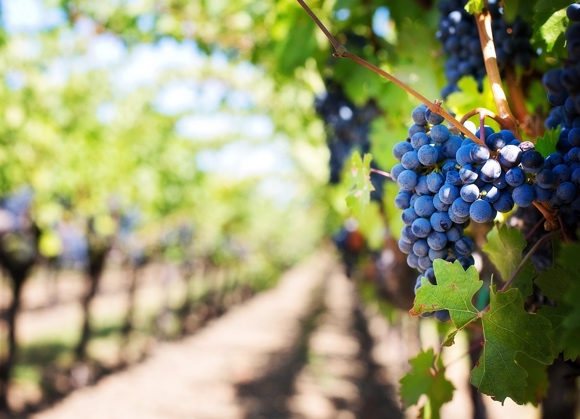 In anticipo la vendemmia in Sicilia a causa del caldo