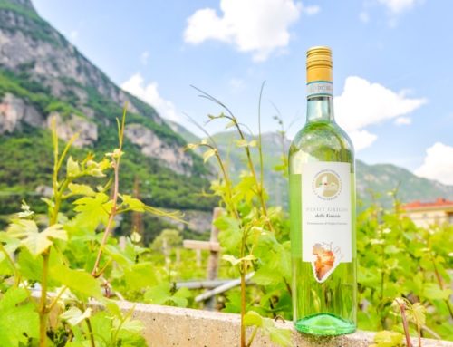 Pinot Grigio Doc delle Venezie: approvate le misure di gestione dell’offerta per la vendemmia 2025