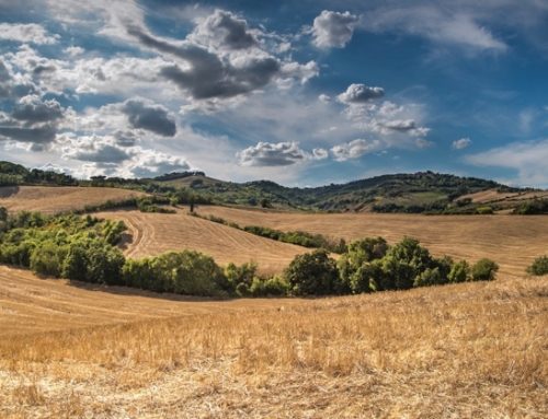Siccità: allarme per mais e ortofrutta nel bacino del Po. Coldiretti chiede il piano invasi