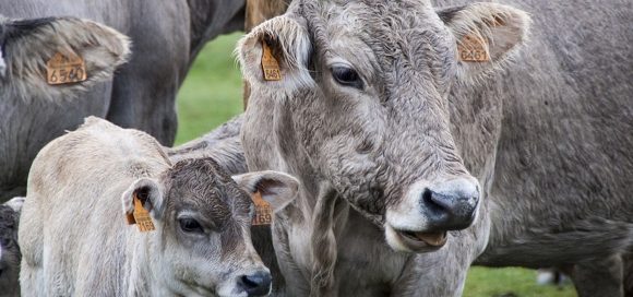 Pac: nuovi valori soglia per gli antibiotici