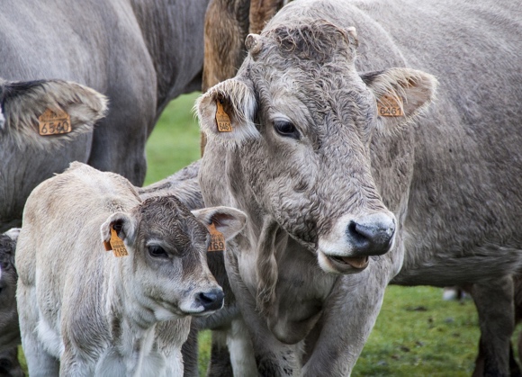 Pac: nuovi valori soglia per gli antibiotici