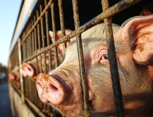 Cun 4 giugno. Il suino è stabile (1,541 euro/kg)