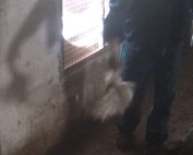 Essere Animali