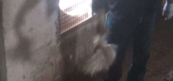 Essere Animali