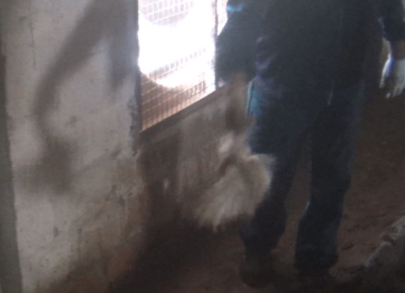 Essere Animali