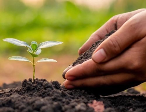 Le vendite di prodotti Bio in Gd crescono nel 2025 del 6,1%