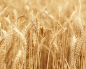 Materie prime agricole: Salic (Arabia Saudita) presenta un’offerta per il 64,7% del colosso Olam Agri