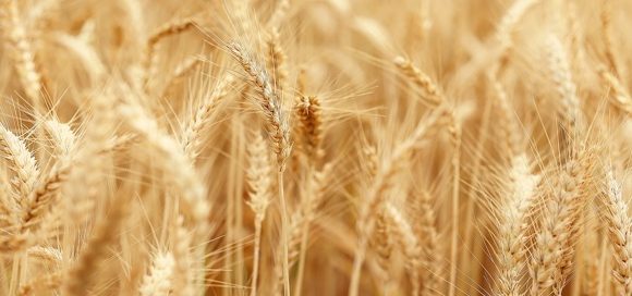 Materie prime agricole: Salic (Arabia Saudita) presenta un’offerta per il 64,7% del colosso Olam Agri