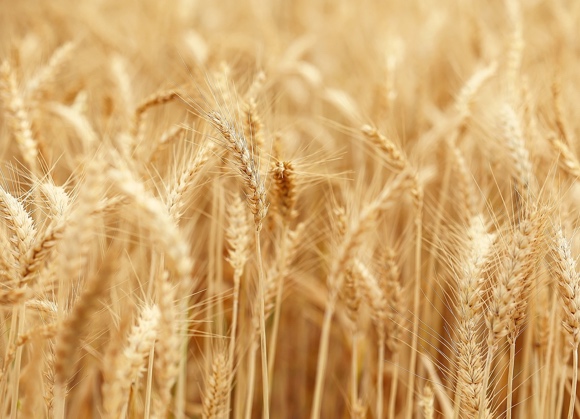 Materie prime agricole: Salic (Arabia Saudita) presenta un’offerta per il 64,7% del colosso Olam Agri