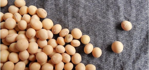 Confagricoltura: il mercato della soia italiana è in flessione (-37% da aprile 2022)