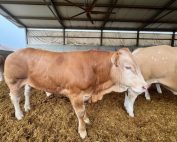 Blonde d'Aquitaine