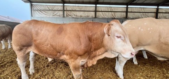 Blonde d'Aquitaine