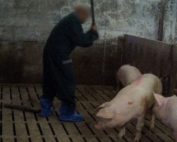 Essere Animali