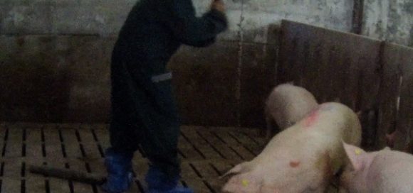Essere Animali