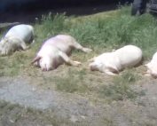 Presunta violenza sui suini presso un fornitore di Lidl Italia, l’insegna diffida Essere Animali per le immagini diffuse