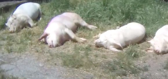 Presunta violenza sui suini presso un fornitore di Lidl Italia, l’insegna diffida Essere Animali per le immagini diffuse