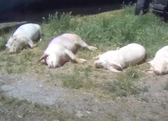 Presunta violenza sui suini presso un fornitore di Lidl Italia, l’insegna diffida Essere Animali per le immagini diffuse