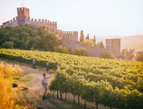Vino Soave: meno rese e più qualità per rafforzare la Doc