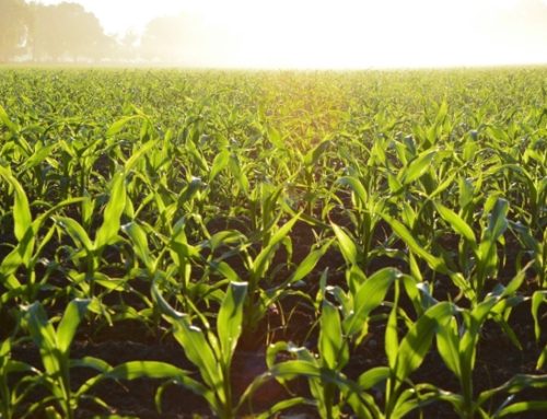 Ki Group: dopo la liquidazione giudiziale, il marchio torna con Ki1974