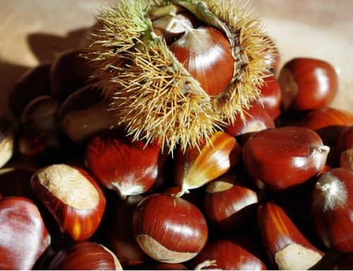 Castagne / Coldiretti Toscana: “Raccolto a +40% dopo 10 anni di crisi”