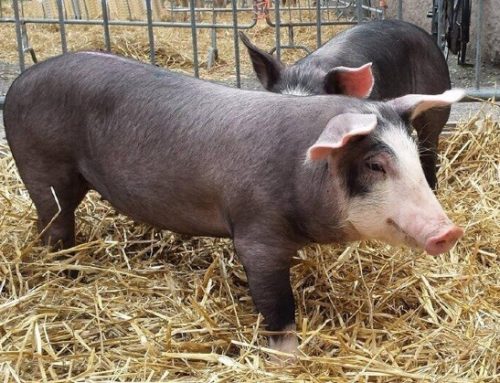 Fumagalli, il fatturato della linea Maiale nero della Lomellina in crescita del 47%