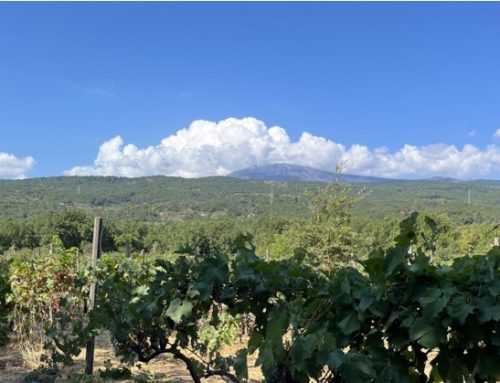 Tommasi Family Estates arriva sull’Etna con l’acquisizione di Ammura